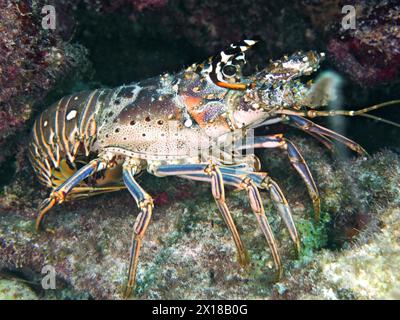 Écrevisses des Caraïbes (Panulirus argus), site de plongée John Pennekamp Coral Reef State Park, Key Largo, Florida Keys, Floride, États-Unis Banque D'Images