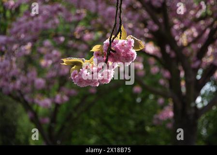 Branche de fleur de cerisier en évidence avec lumière douce du soleil en arrière-plan, cerises ornementales japonaises, Magdebourg, Saxe-Anhalt, Allemagne Banque D'Images