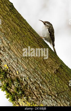 Treinteur eurasien (Certhia familiaris) grimpant sur un tronc d'arbre couvert de mousse, Hesse, Allemagne Banque D'Images