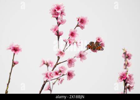 Un paon européen (Aglais io) assis sur une branche avec des fleurs roses sur un fond clair, Hesse, Allemagne Banque D'Images