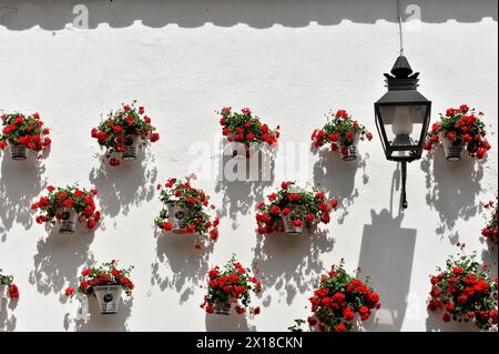 Cordoue, mur blanc avec de nombreux pots de fleurs et géraniums rouges, ombre d'une lanterne, Cordoue, Andalousie, Espagne Banque D'Images