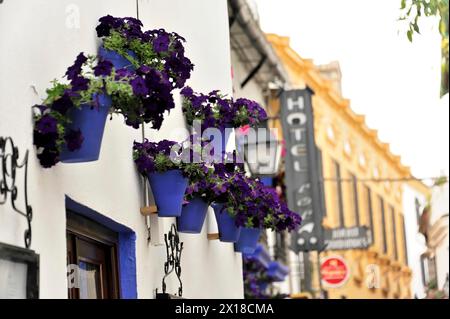 Cordoue, pots de fleurs bleus avec des fleurs violettes accrochées sur un mur blanc à côté d'un panneau d'hôtel, Cordoue, Andalousie, Espagne Banque D'Images