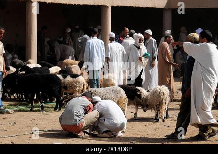 Ville désertique de Rissani, scène animée sur un marché où les gens interagissent dans le commerce des moutons, moyen Atlas, Maroc Banque D'Images