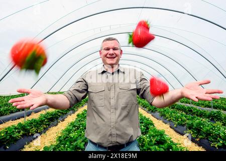 Sergei Kaminski, responsable des fruits mous, Geddes Farms Geddes Farms, l'un des plus grands producteurs de fraises et de céréales en Écosse, a travaillé al Banque D'Images