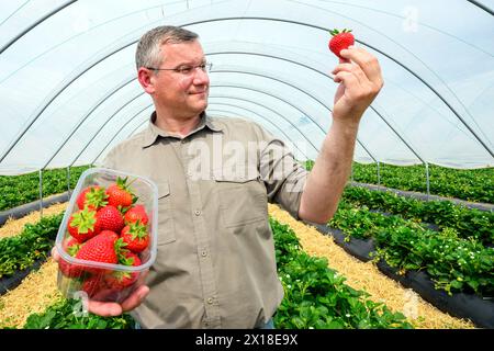 Sergei Kaminski, responsable des fruits mous, Geddes Farms Geddes Farms, l'un des plus grands producteurs de fraises et de céréales en Écosse, a travaillé al Banque D'Images