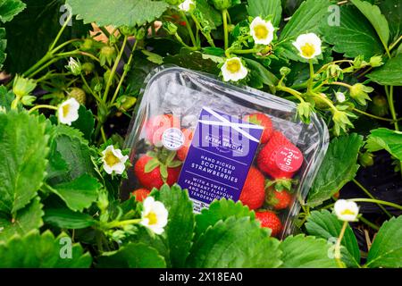 Sergei Kaminski, responsable des fruits mous, Geddes Farms Geddes Farms, l'un des plus grands producteurs de fraises et de céréales en Écosse, a travaillé al Banque D'Images