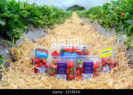 Sergei Kaminski, responsable des fruits mous, Geddes Farms Geddes Farms, l'un des plus grands producteurs de fraises et de céréales en Écosse, a travaillé al Banque D'Images