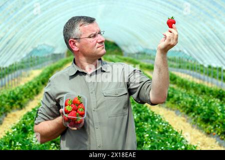 Sergei Kaminski, responsable des fruits mous, Geddes Farms Geddes Farms, l'un des plus grands producteurs de fraises et de céréales en Écosse, a travaillé al Banque D'Images