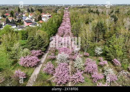 Cerisiers en fleurs sur l'avenue TV Asahi, sur le chemin du mur de Berlin. L'avenue des cerisiers en fleurs sur l'ancienne bande frontalière entre Banque D'Images