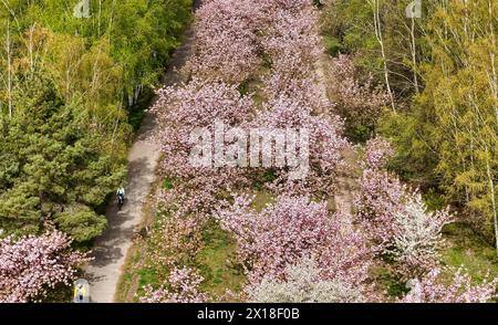 Cerisiers en fleurs sur l'avenue TV Asahi, sur le chemin du mur de Berlin. L'avenue des cerisiers en fleurs sur l'ancienne bande frontalière entre Banque D'Images