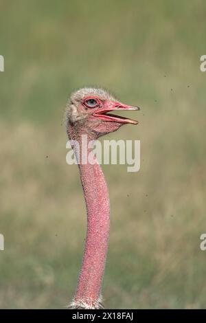 Portrait en gros plan d'un mâle d'autruche commun aux couleurs reproductrices montrant les détails de la tête, des yeux et du bec Banque D'Images
