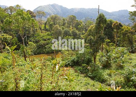 Paysage fluvial dans le Periyar Wildlife Sanctuary ou parc national de Periyar, district d'Idukki, Kerala, Inde Banque D'Images