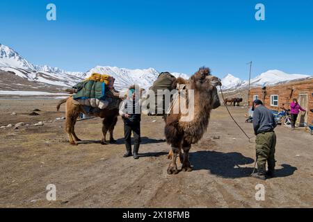 Début d'une expédition avec deux chameaux pour transporter des bagages devant les sommets montagneux dans le parc national enneigé de Tavan Bogd, Altaï mongol Banque D'Images