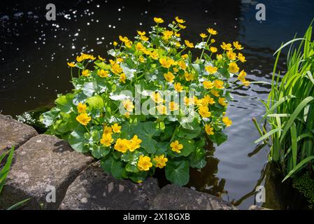 Fleurs jaunes sur des plantes d'eau verte au bord d'un plan d'eau, marais, Allemagne Banque D'Images