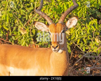 Gros plan d'une tête d'Impala dans le parc national de Chobe au Botswana Banque D'Images