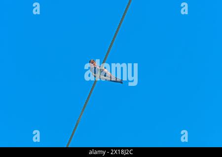 Hirondelle grange criant d'un fil dans le parc provincial Duck Mountain au Manitoba Banque D'Images