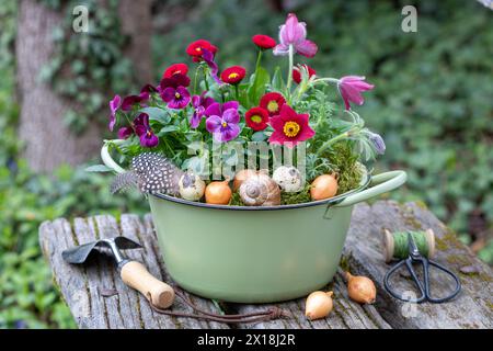 pot en émail avec pasqueflower rouge, bellis perennis et fleur d'alto dans le jardin Banque D'Images