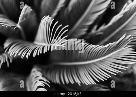 Photo abstraite de palmier sagou Cycas revoluta en noir et blanc Banque D'Images