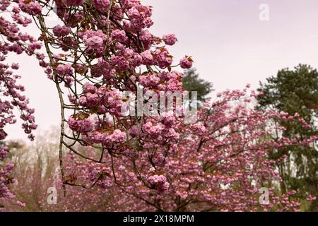 Les cerisiers en fleurs sont en fleurs. Banque D'Images