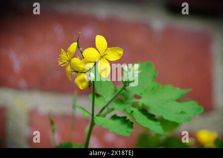 Chelidonium majus fleurs jaunes de célandine devant un mur de briques dans le fond flou dès la mi-avril à cologne Banque D'Images