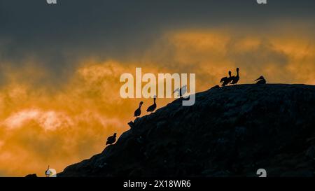 Pélicans sur les collines près de la côte avec le ciel rouge du coucher de soleil en arrière-plan. Banque D'Images