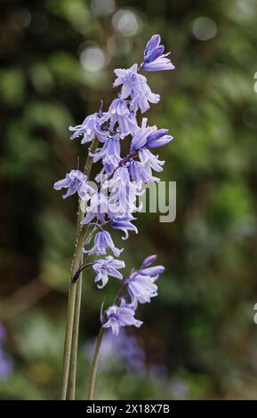 Mouillé bleu bluebells anglais (Hyacinthoides non-scripta) florissant dans les bois au printemps dans le Surrey, sud-est de l'Angleterre Banque D'Images