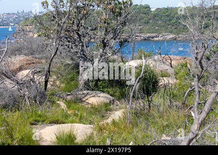 Chemin de randonnée du phare sur Dobroyd Head menant au phare de Grotto point sur le port de Sydney, Nouvelle-Galles du Sud, Australie avec vue sur la plage de Balmoral Banque D'Images