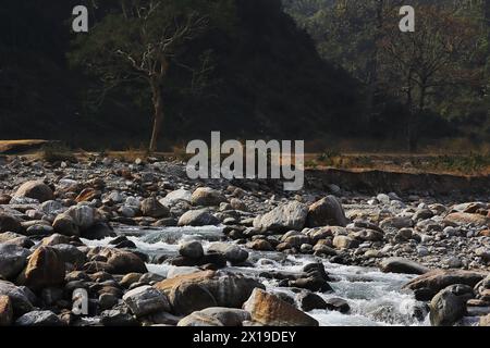 région terai-dooars du bengale occidental à dudhia. beau ruisseau de montagne (rivière balason) coulant à travers la vallée, himalaya foothills région en inde Banque D'Images