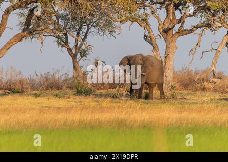 Photo en téléobjectif d'un éléphant d'Afrique -Loxodonta Africana- pageant sur les rives de l'Okavango, dans le delta de l'Okavango, au Botswana, autour du coucher du soleil. Banque D'Images