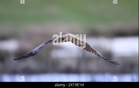 Marsh Harrier photographié en Suède Västervik 2024 Banque D'Images