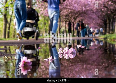 Blühende Zierkirschen entlang des Mauerwegs auf dem ehemaligen Mauerstreifen nahe der Bornholmer Straße à Berlin. / Cerises ornementales en fleurs le long du sentier du mur sur l'ancienne bande du mur près de Bornholmer Strasse à Berlin. Snapshot-Photography/K.M.Krause *** cerises ornementales en fleurs le long du sentier du mur sur l'ancienne bande du mur près de Bornholmer Strasse à Berlin cerises ornementales en fleurs le long du sentier du mur sur l'ancienne bande du mur près de Bornholmer Strasse à Berlin photographie K M Krause Banque D'Images