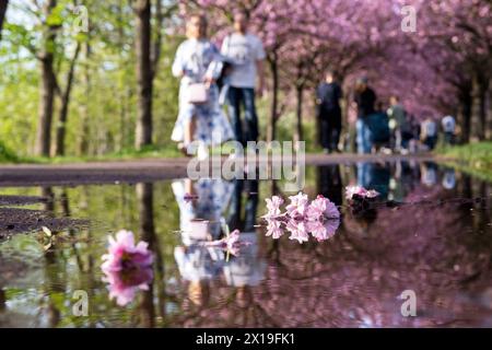 Blühende Zierkirschen entlang des Mauerwegs auf dem ehemaligen Mauerstreifen nahe der Bornholmer Straße à Berlin. / Cerises ornementales en fleurs le long du sentier du mur sur l'ancienne bande du mur près de Bornholmer Strasse à Berlin. Snapshot-Photography/K.M.Krause *** cerises ornementales en fleurs le long du sentier du mur sur l'ancienne bande du mur près de Bornholmer Strasse à Berlin cerises ornementales en fleurs le long du sentier du mur sur l'ancienne bande du mur près de Bornholmer Strasse à Berlin photographie K M Krause Banque D'Images