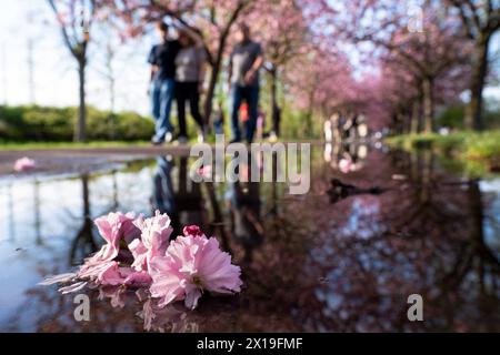 Blühende Zierkirschen entlang des Mauerwegs auf dem ehemaligen Mauerstreifen nahe der Bornholmer Straße à Berlin. / Cerises ornementales en fleurs le long du sentier du mur sur l'ancienne bande du mur près de Bornholmer Strasse à Berlin. Snapshot-Photography/K.M.Krause *** cerises ornementales en fleurs le long du sentier du mur sur l'ancienne bande du mur près de Bornholmer Strasse à Berlin cerises ornementales en fleurs le long du sentier du mur sur l'ancienne bande du mur près de Bornholmer Strasse à Berlin photographie K M Krause Banque D'Images