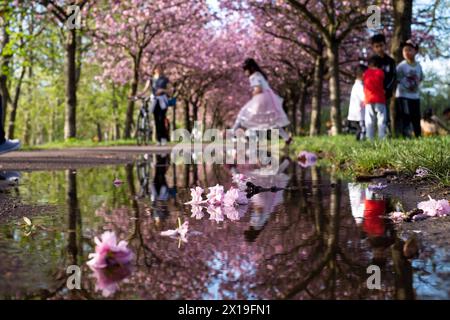 Blühende Zierkirschen entlang des Mauerwegs auf dem ehemaligen Mauerstreifen nahe der Bornholmer Straße à Berlin. / Cerises ornementales en fleurs le long du sentier du mur sur l'ancienne bande du mur près de Bornholmer Strasse à Berlin. Snapshot-Photography/K.M.Krause *** cerises ornementales en fleurs le long du sentier du mur sur l'ancienne bande du mur près de Bornholmer Strasse à Berlin cerises ornementales en fleurs le long du sentier du mur sur l'ancienne bande du mur près de Bornholmer Strasse à Berlin photographie K M Krause Banque D'Images