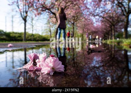 Blühende Zierkirschen entlang des Mauerwegs auf dem ehemaligen Mauerstreifen nahe der Bornholmer Straße à Berlin. / Cerises ornementales en fleurs le long du sentier du mur sur l'ancienne bande du mur près de Bornholmer Strasse à Berlin. Snapshot-Photography/K.M.Krause *** cerises ornementales en fleurs le long du sentier du mur sur l'ancienne bande du mur près de Bornholmer Strasse à Berlin cerises ornementales en fleurs le long du sentier du mur sur l'ancienne bande du mur près de Bornholmer Strasse à Berlin photographie K M Krause Banque D'Images