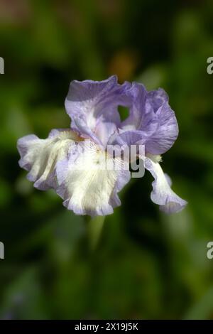 Gros plan de fleur d'Iris 'Rhapsody' dans un jardin au printemps Banque D'Images