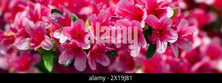 Panorama de fleurs du Rhododendron 'Sylvester' dans un jardin au printemps Banque D'Images