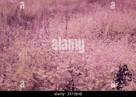 image infrarouge de l'herbe fontaine rose touffue dans la prairie sauvage. Banque D'Images