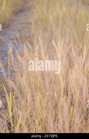 image infrarouge de l'herbe fontaine rose touffue dans la prairie sauvage. Banque D'Images