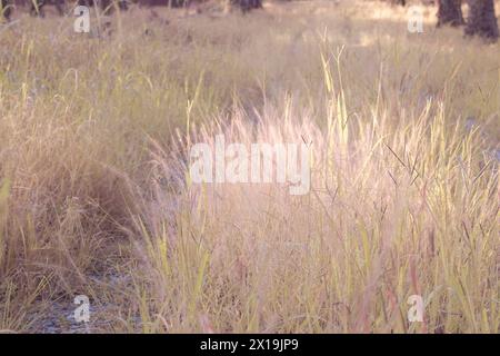 image infrarouge de l'herbe fontaine rose touffue dans la prairie sauvage. Banque D'Images