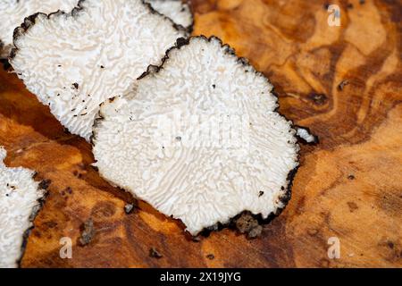 Tranches de truffe noire italienne d'été, savoureux champignon aromatique, gros plan Banque D'Images