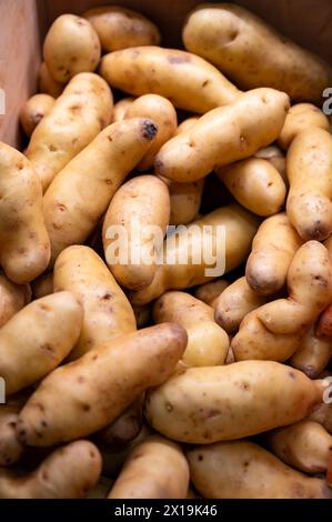 Pommes de terre Ratte, la Ratte, la Reine Ratte du Touquet ou Asparges, petites pommes de terre au goût unique de noisette et à la texture onctueuse et onctueuse. Banque D'Images