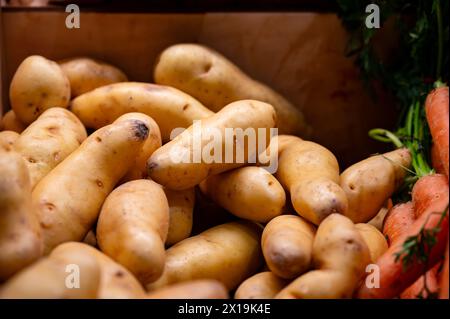 Pommes de terre Ratte, la Ratte, la Reine Ratte du Touquet ou Asparges, petites pommes de terre au goût unique de noisette et à la texture onctueuse et onctueuse. Banque D'Images