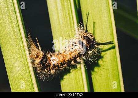 Mignon belle pelucheuse brun clair grande chenille sur la feuille. Interaction avec la nature sauvage beauté faune Entomology image. Banque D'Images