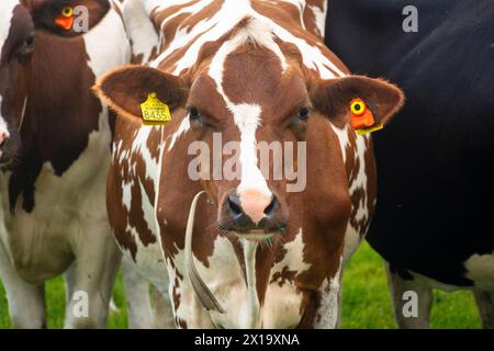 Des vaches curieuses dans le champ vert Banque D'Images