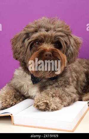 Chien mignon Maltipoo avec livre sur table blanche sur fond violet. Charmant animal de compagnie Banque D'Images