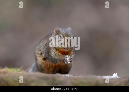 Senchal Wild Life Sanctuary, écureuil de l'Himalaya à ventre orange, Dremomys lokriah Banque D'Images