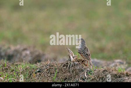 Parc national de Manas, Assam, Inde. Bengale occidental, Inde. Bush Louk, Mirafra javanica Banque D'Images