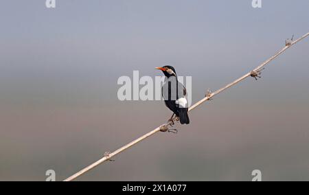 Parc national de Manas, Assam, Inde. Pied indien myna, Gracupica contra Banque D'Images