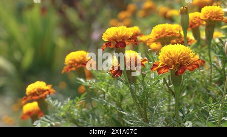 belles fleurs de souci avec fond de nature Banque D'Images